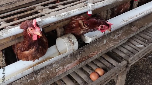 Industrial chicken farming scene with rows of hens in cages, automatic feeders and drinkers, and freshly laid eggs visible along the conveyor system
