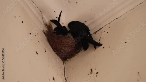 A close view of two black swallow birds nesting on a house ceiling corner, showing delicate craftsmanship made from twigs and fibers.