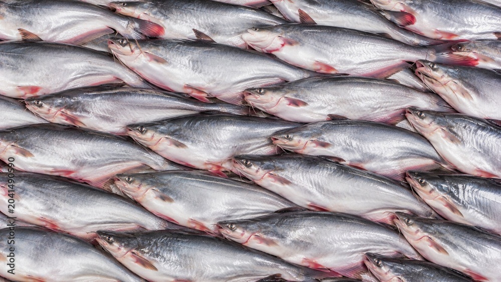 Obraz premium Patin Fish Background. Fish Background. Generative Ai