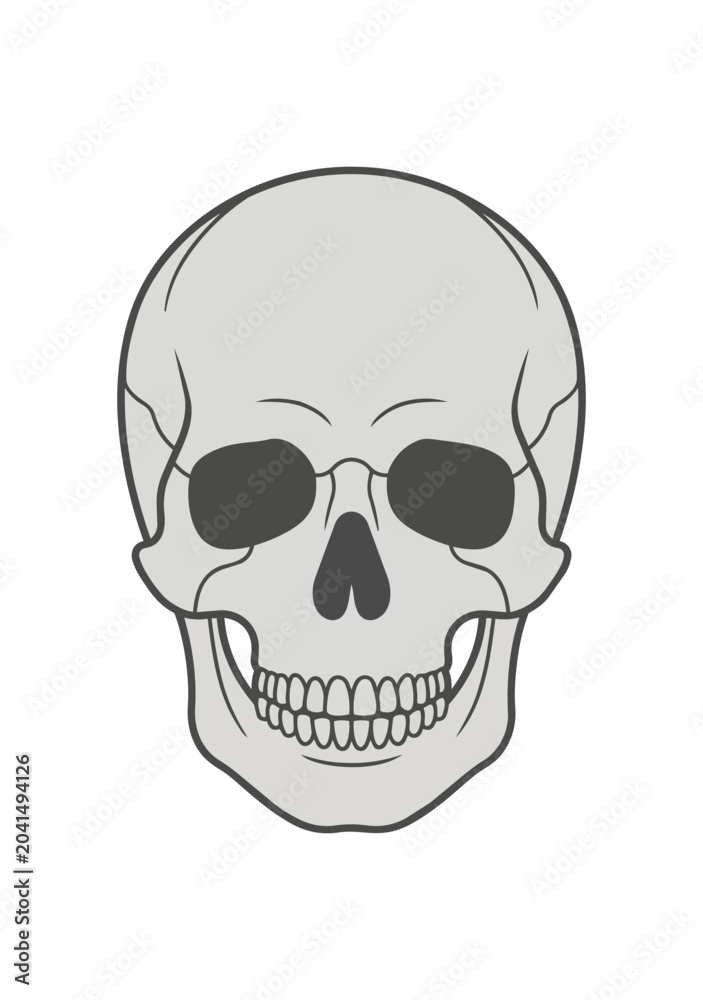 Obraz premium Detailed Human Skull Illustration Front View.
