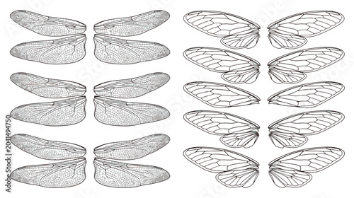 Fotografía Vintage insect wings vector collection, detailed dragonfly and cicada wing sketc