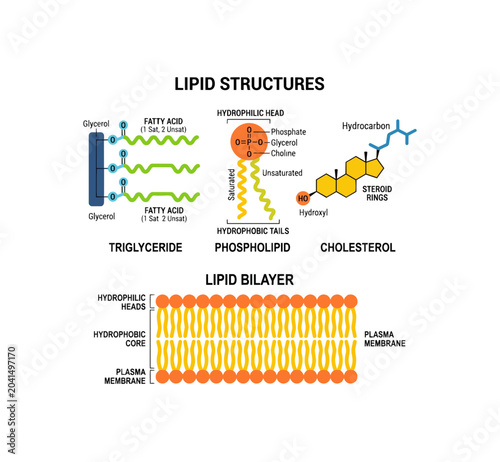 Lipid Structures and Bilayer Explained Visually.