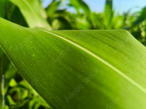 Schilderij op canvas Bright green corn leaf, smooth texture with clear veins — fuzzy edges, blurred background, sunlight highlighting natural details in close-up view