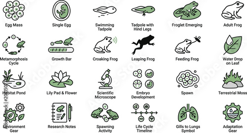 Foto frog life cycle vector icons on white background
