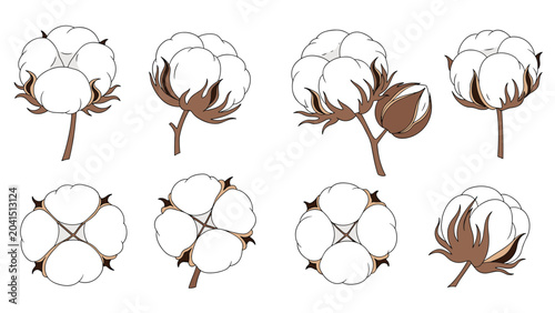 Group of high quality illustrations featuring fluffy white cotton bolls with brown stems for organic product labeling and design elements.