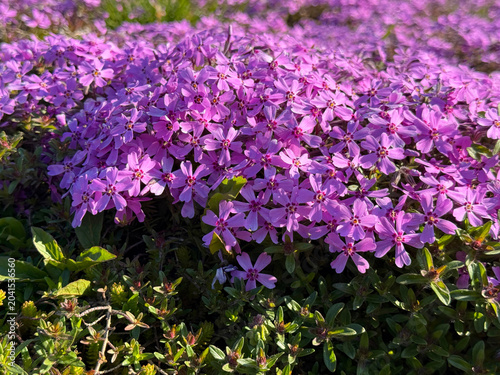Phlox subulata pink creeping moss phlox flowering plant.