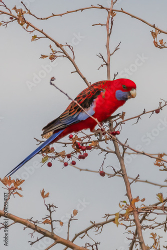 Crimson Rosella in Autumn Hawthorn Foliage
