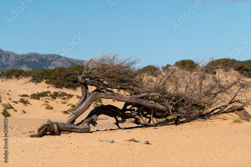 Lonely Tree on Piscinas Dunes in Sardinia, Italy