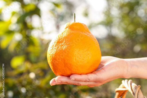 Photos Fresh Orange Citrus Fruit in Hand Against Green Natural Background
