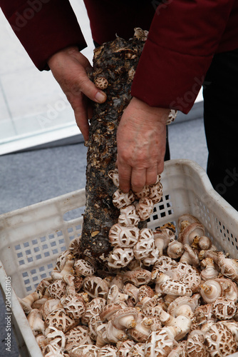 Fresh Shiitake Mushrooms Being Harvested from Log at Farmers Market - Healthy Organic Food Production