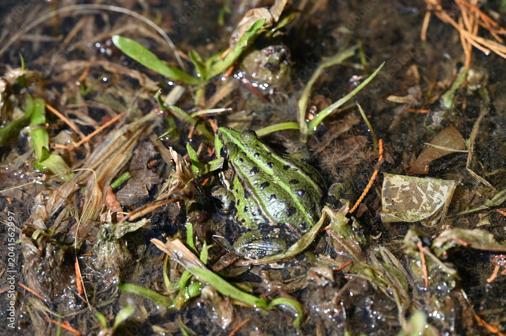 Fototapeta premium Frog