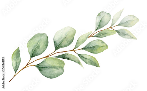Watercolor branch with green eucalyptus leaves and branches. Greenery clipart...