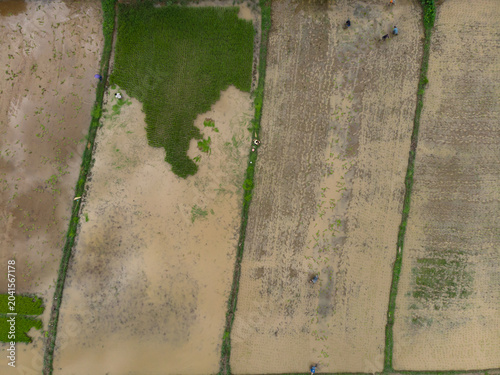 Farmer planting rice plant into flooded paddy field