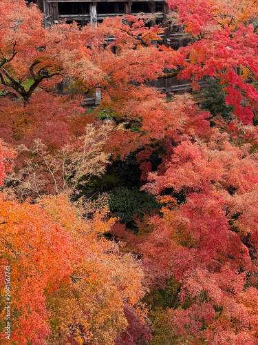 Autumn leaves of red color maple tree, fall season change