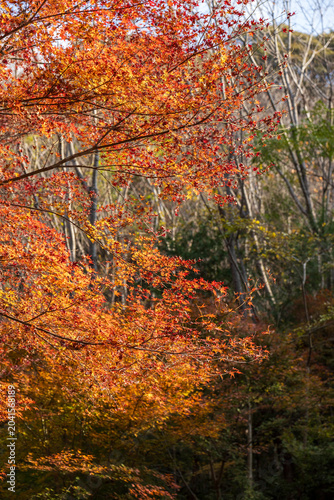 Autumn leaves of red color maple tree, fall season change