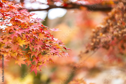 Autumn leaves of red color maple tree, fall season change