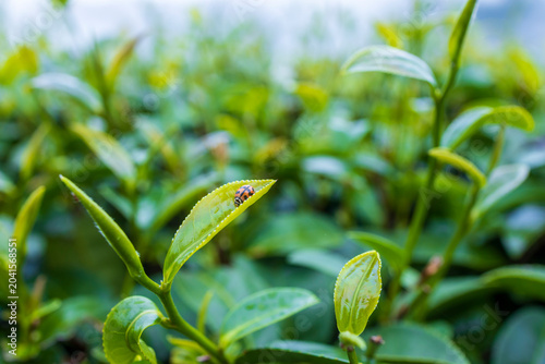 Green tea leaf in the morning, tea plantation