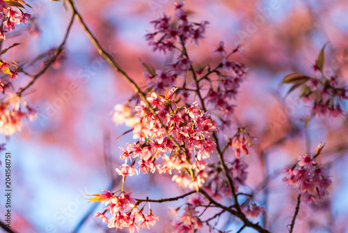Wild Himalayan Cherry (Prunus cerasoides) or thai sakura flower