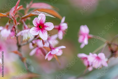 Wild Himalayan Cherry (Prunus cerasoides) or thai sakura flower
