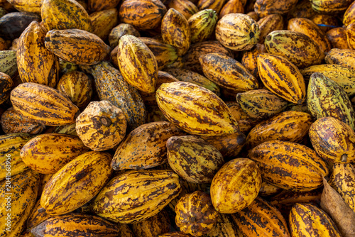 Cocoa beans and cocoa pod on a wooden surface.