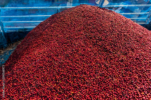 Coffee beans drying in the sun. Coffee plantations at coffee farm