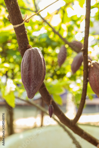Cacao Tree (Theobroma cacao). Organic cocoa fruit pods in nature.