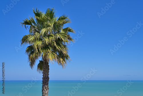 Obraz na plátně Palm tree standing against clear blue sky and ocean in Vasto, Italy