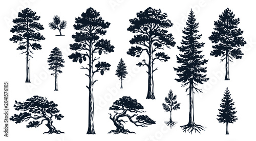 Hand Drawn Pine and Conifer Trees Sketch Vector Collection