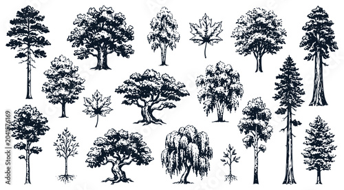 Hand Drawn Trees Sketch Vector Set with Oak Pine and Maple Leaves