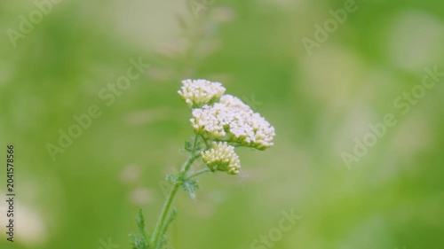 A close-up video of meadow flowers