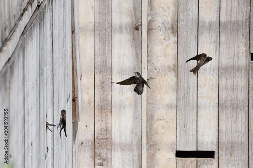 Four sand martin swallows, Riparia riparia, captured at a nest wall, two inside the holes, two in flight. Concept of movement.