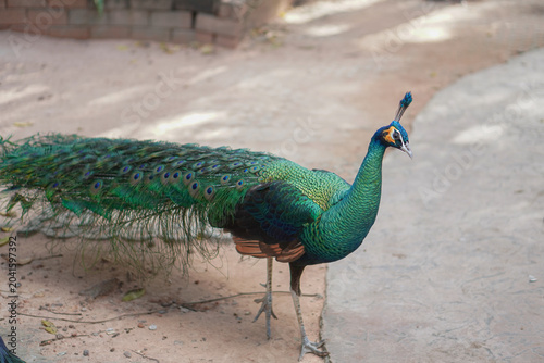 peacock with feathers out