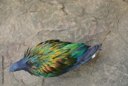 peacock in the zoo
