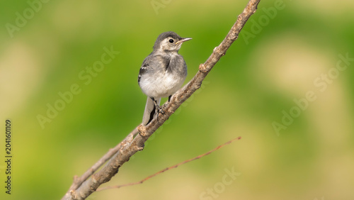 Bild auf Leinwand A juvenile gray wagtail perched on a branch