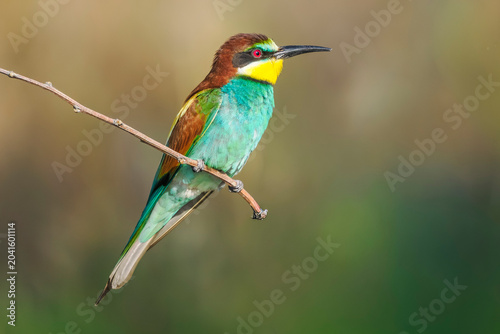 European bee-eater perched on a branch