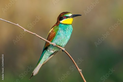 European bee-eater perched on a branch