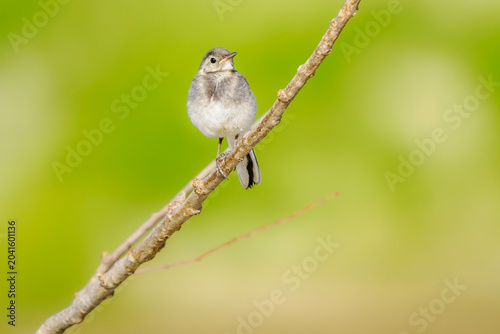 Tableau sur toile A juvenile gray wagtail perched on a branch