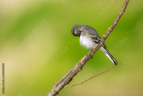 Tableau sur toile A juvenile gray wagtail perched on a branch
