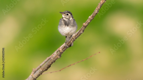 Bild auf Leinwand A juvenile gray wagtail perched on a branch