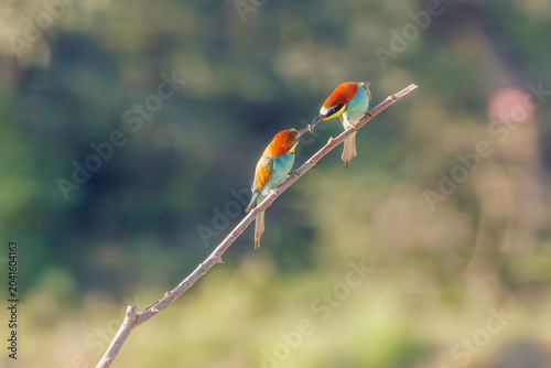 Two European bee-eaters share a prey