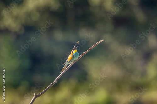 European bee-eater perched on a branch