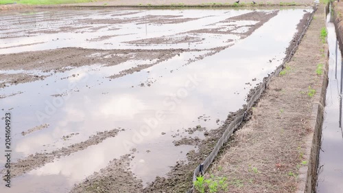 静かな水面に青空と白い雲が映る代掻き前の田んぼ。水田の周りに集まるカラス