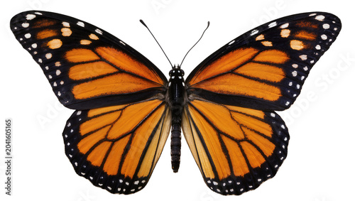 Tableau sur toile Monarch butterfly with orange black, and white wings spread