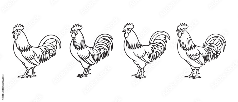Fototapeta premium Four hand drawn rooster line art illustrations set.