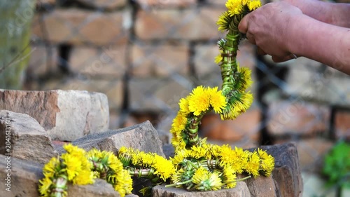 Young beautiful girl weaves wreath of yellow dandelions against background of old brick wall.