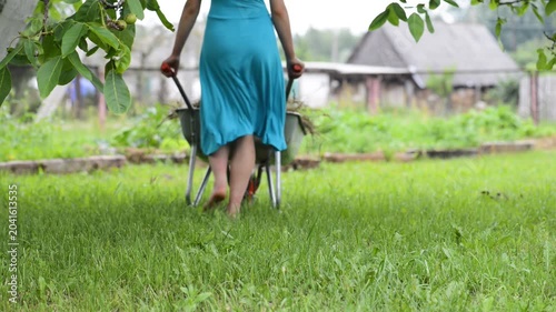 A young girl in a blue dress carries a wheelbarrow straw on the plot.