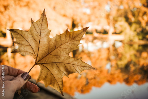 Autumn leaf against an autumnal background