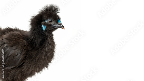 Photos Beautiful wild black swan bird elegant avian fauna wildlife on transparent backg