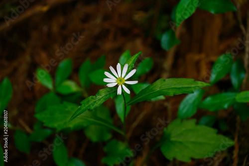 Single Small White Wildflower Blooming Vividly Against a Dark Moody Forest Background