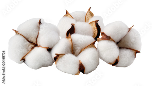Картината върху платно Fluffy white cotton bolls with brown husks